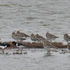 Große Brachvögel mit Austernfischer