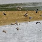 Große Brachvögel und Kiebietze ...