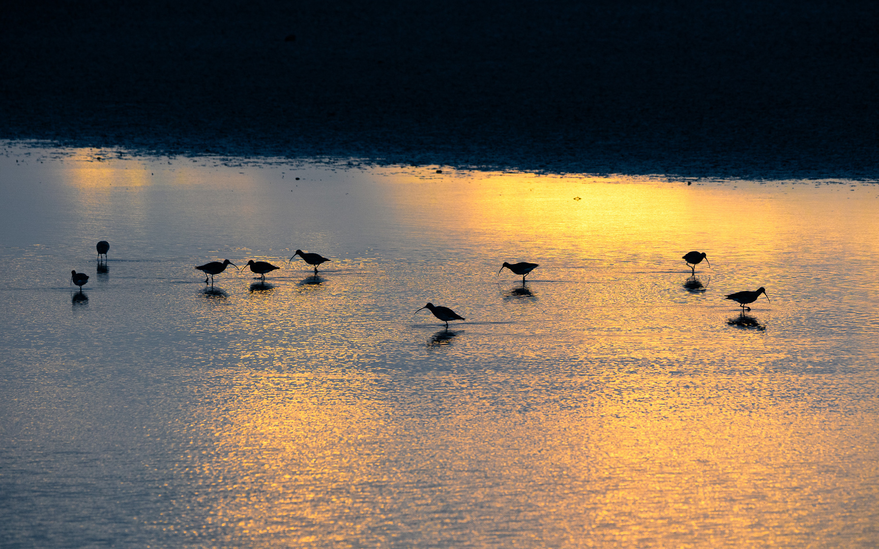 Große Brachvögel zur goldenen Stunde