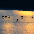 Große Brachvögel zur goldenen Stunde