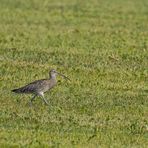 Große Brachvogel 