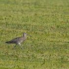 Große Brachvogel 