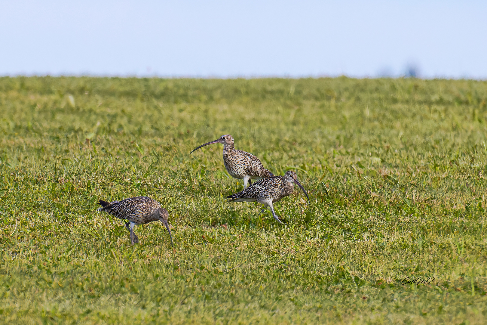 Große Brachvogel 2