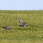 Große Brachvogel 2