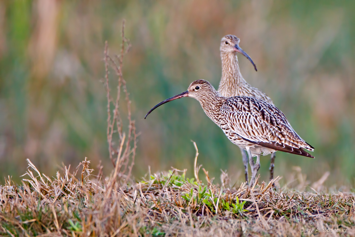 Große Brachvogel - Eurasian Curlew