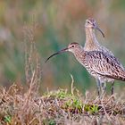 Große Brachvogel - Eurasian Curlew