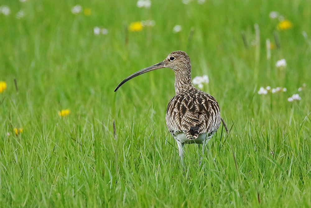 Große Brachvogel (Numenius arquata) 