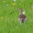 Große Brachvogel (Numenius arquata) 