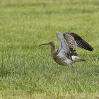 Große Brachvogel (Numenius arquata) 