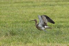 Große Brachvogel (Numenius arquata) 