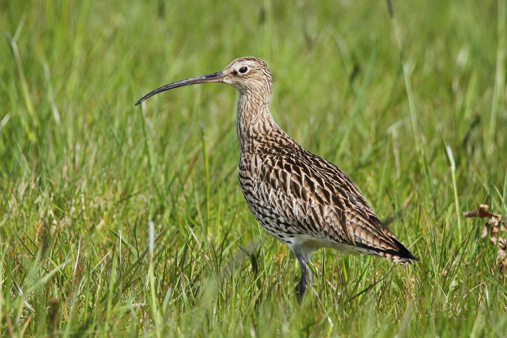 Große Brachvogel (Numenius arquata)