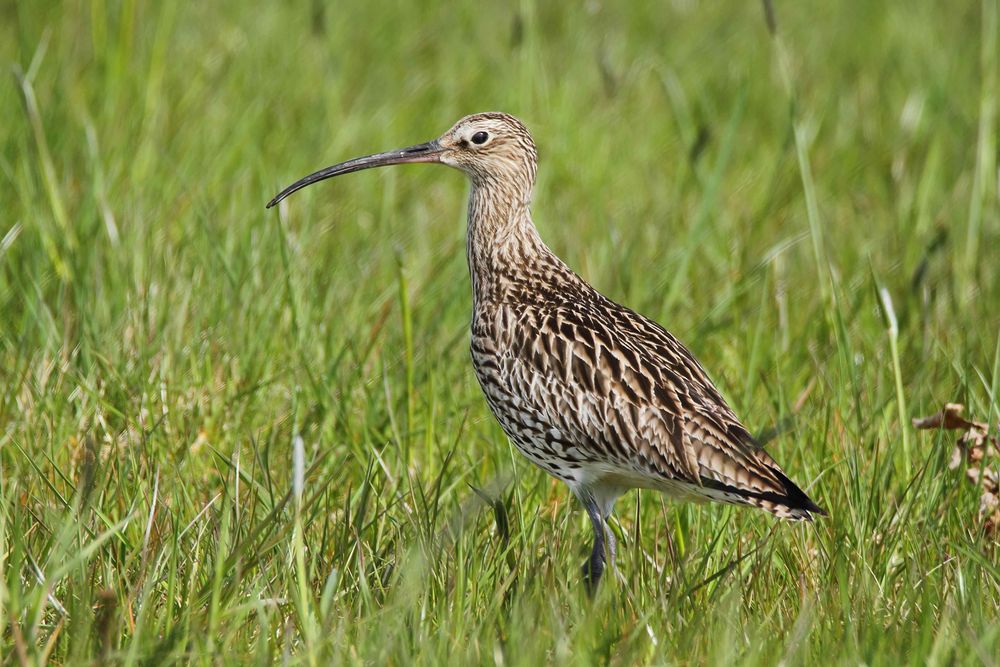 Große Brachvogel (Numenius arquata)