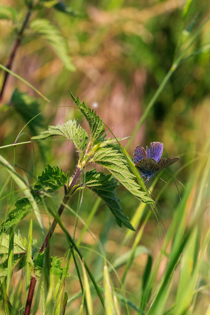 Große Brennessel (Urtica dioica)