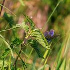 Große Brennessel (Urtica dioica)