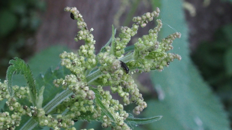 Grosse Brennessel 'Urtica dioica'