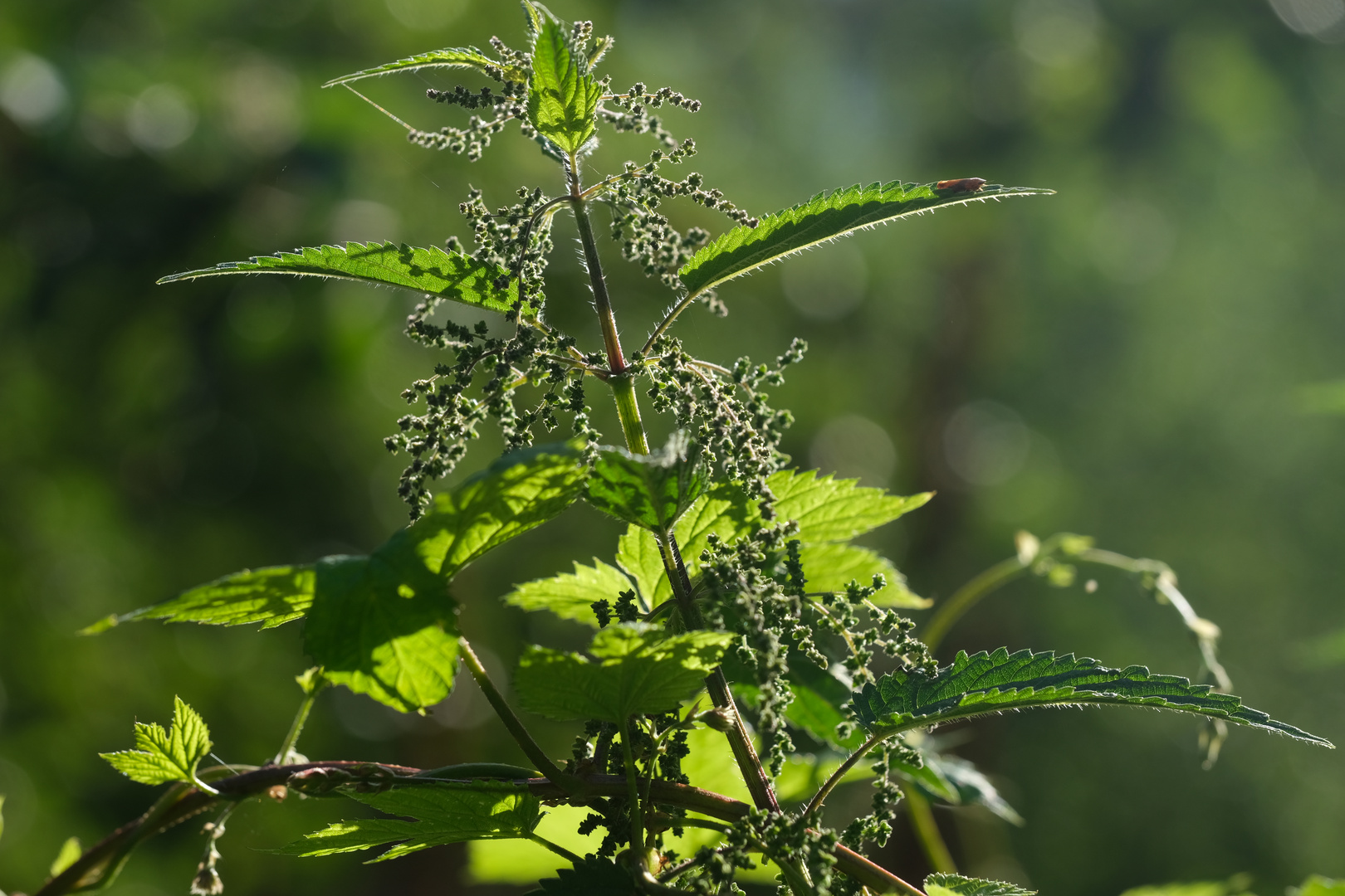 Große Brennessel (Urtica dioica), weibliche Pflanze