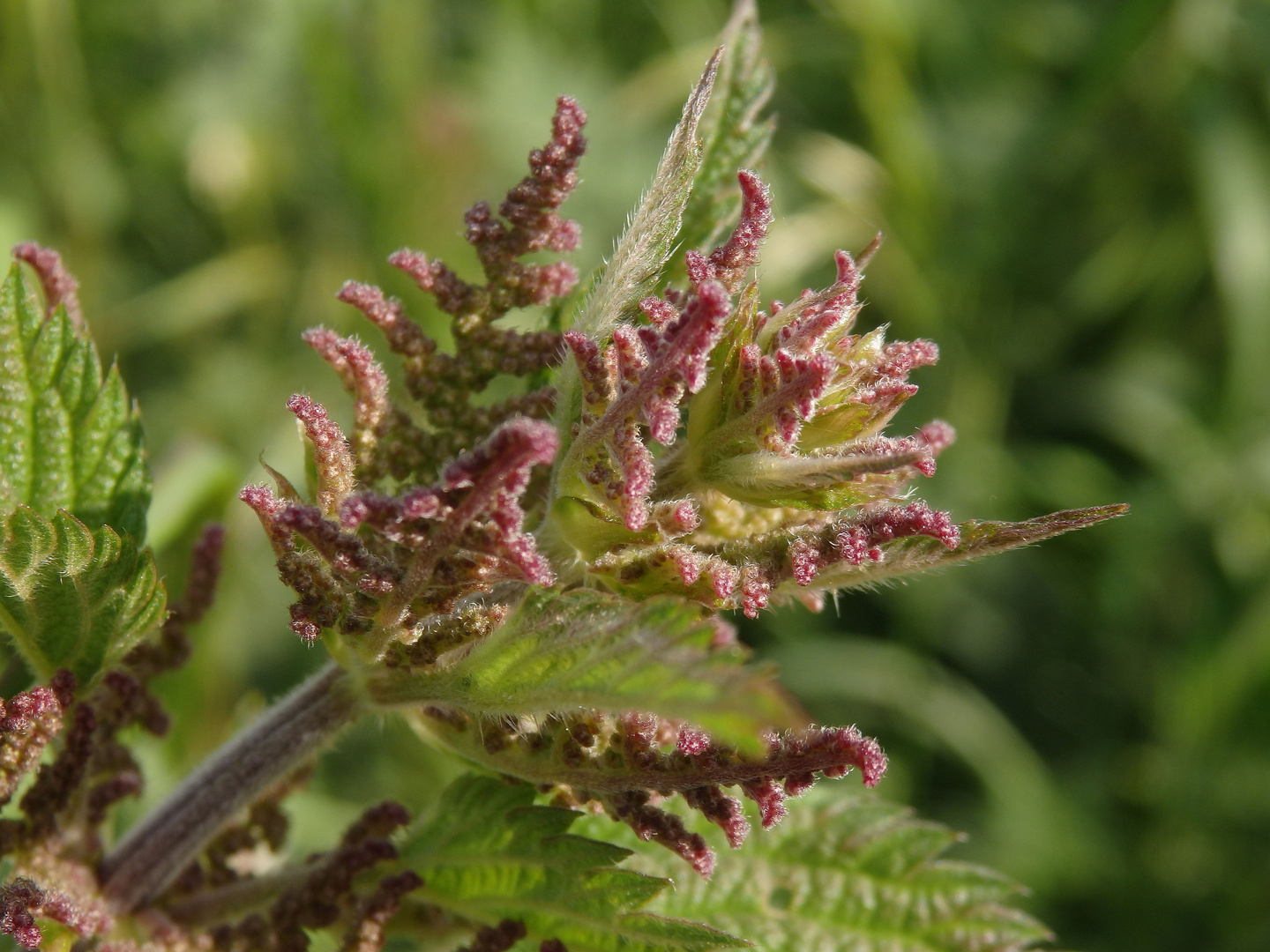 Große Brennnessel (Urtica dioica)