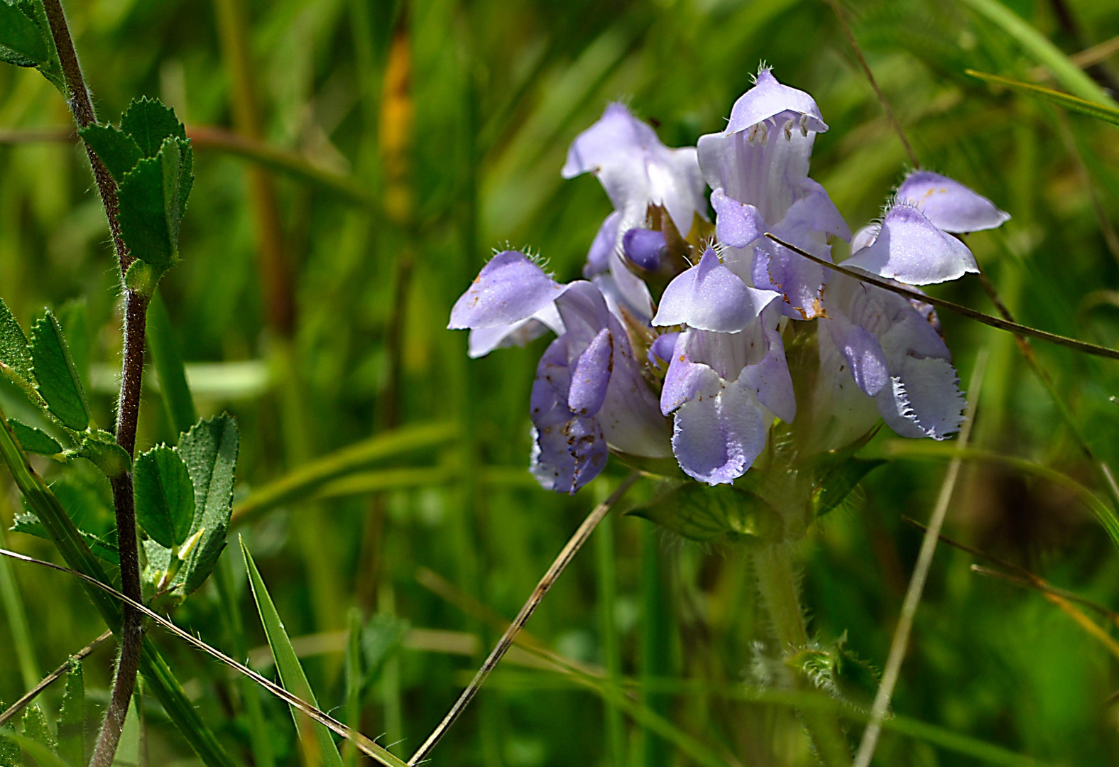 Große Brunelle (Prunella grandiflora)