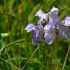 Große Brunelle (Prunella grandiflora)