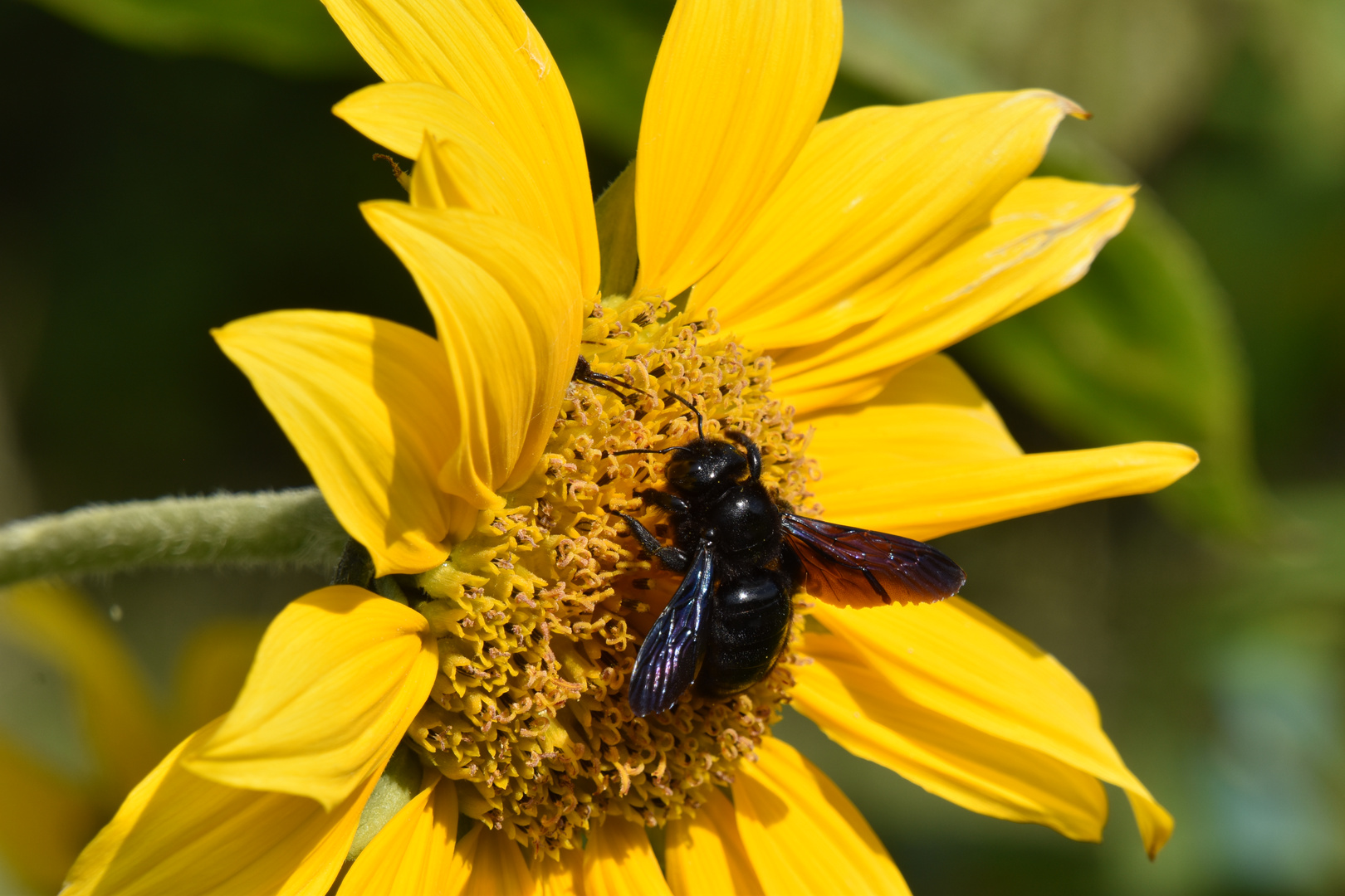 Grosse bête sur fleur de tournesol