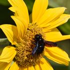 Grosse bête sur fleur de tournesol