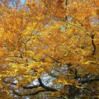 Große Buche im Herbstkleid