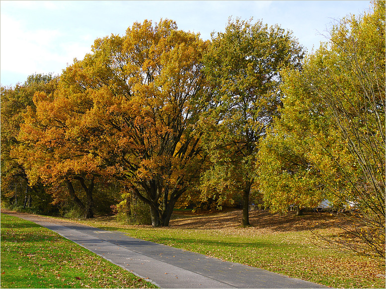 Große Buche im Herbstkleid