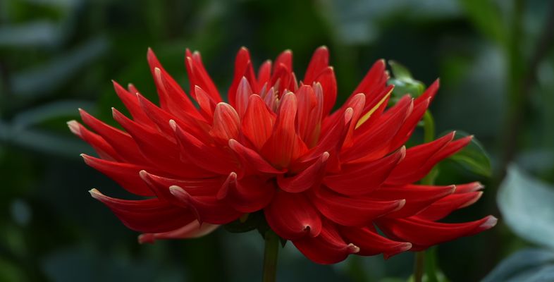 Große Dahlienblüte