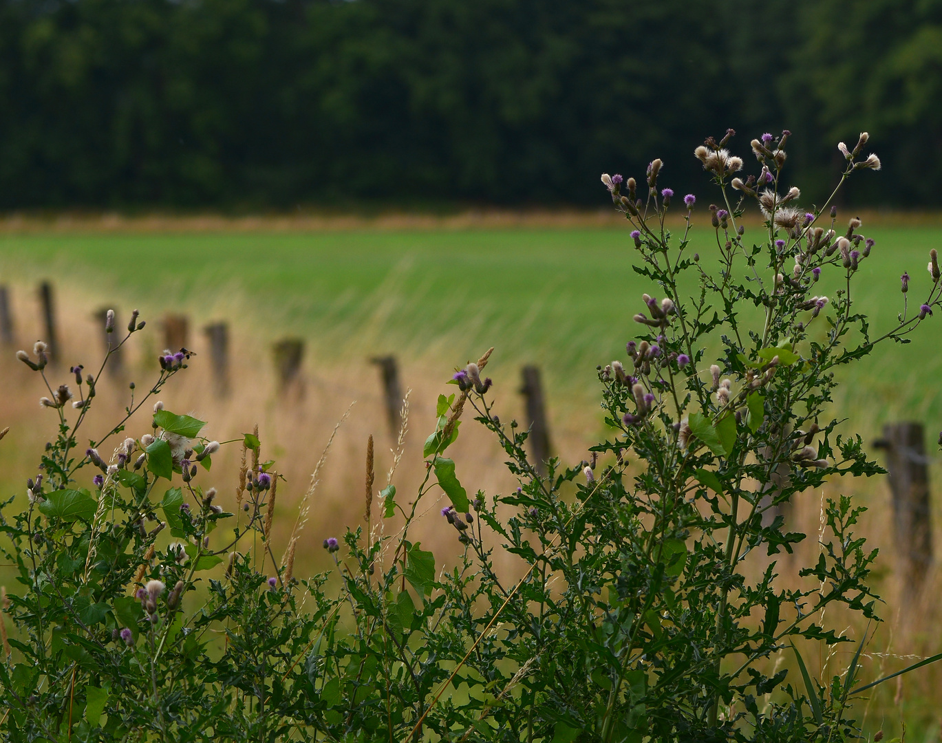 Große Distel