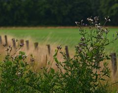 Große Distel