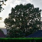 Große Eiche am Abend mit dunklen Wolken im Hintergrund