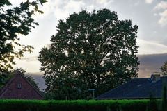 Große Eiche am Abend mit dunklen Wolken im Hintergrund