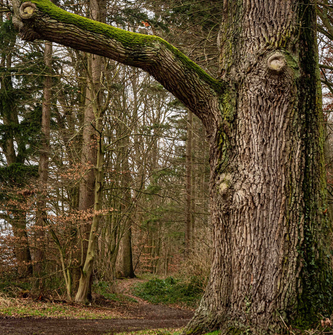 Große EIche am Waldrand