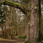 Große EIche am Waldrand