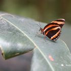 Große Eierfliege