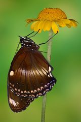 Große Eierfliege