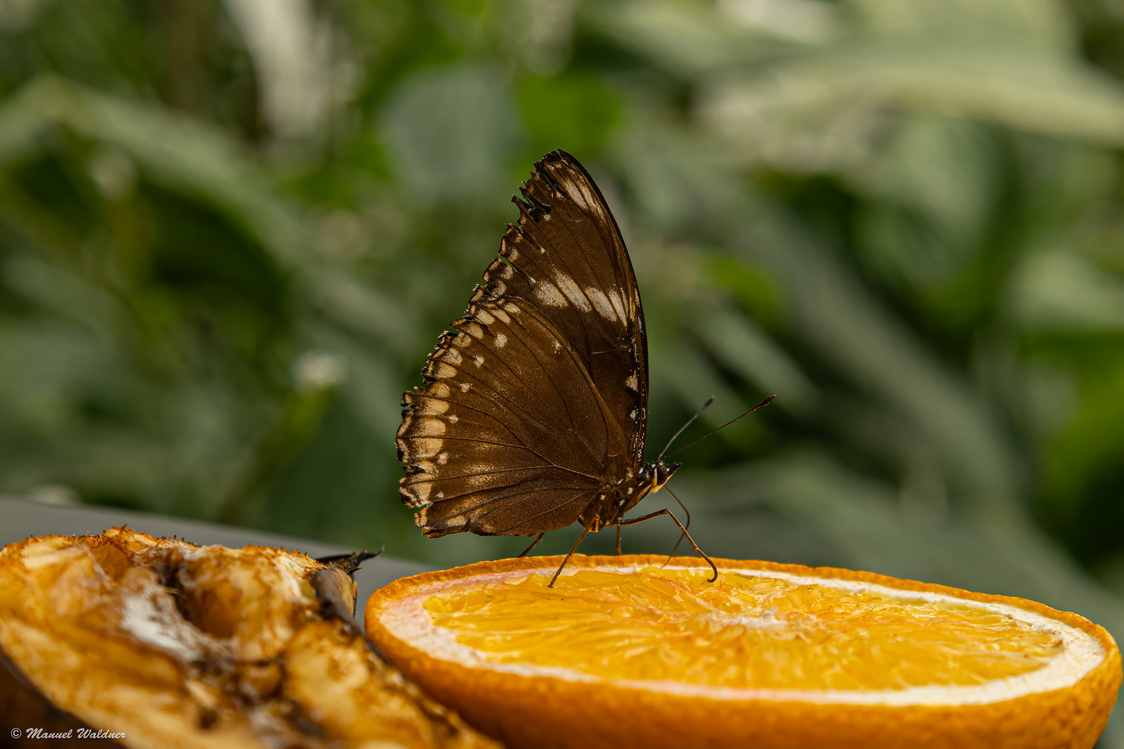 Große Eierfliege