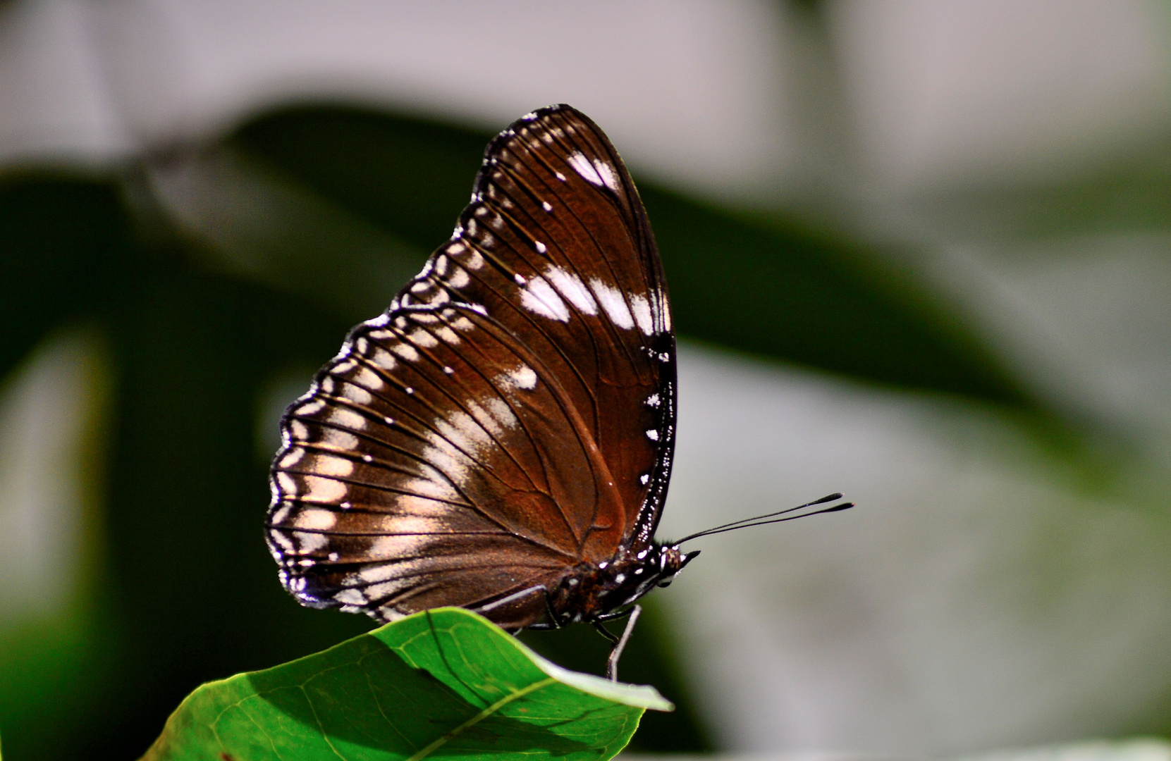 Große Eierfliege (Hypolimnas bolina) 001