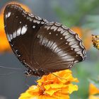 Große Eierfliege-Hypolimnas bolina