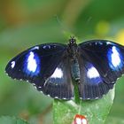 Große Eierfliege (Hypolimnas bolina), Männchen