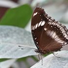 Große Eierfliege - Hypolimnas bolina - Weibchen - Unterseite