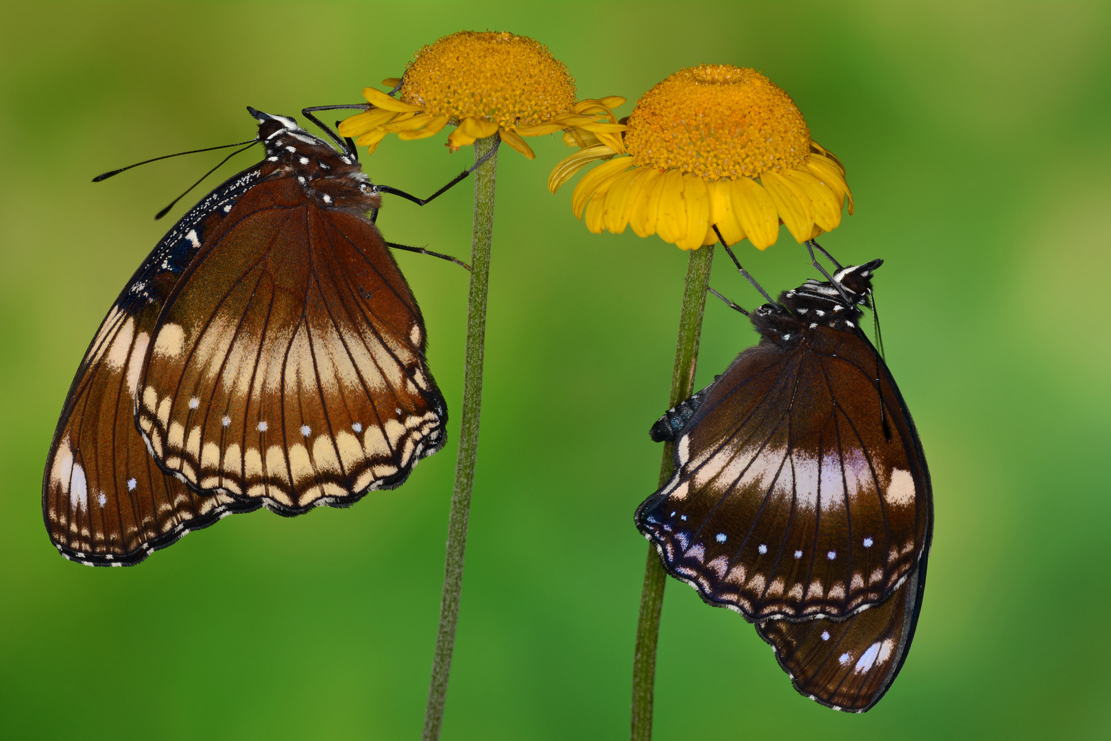 große Eierfliege Pärchen