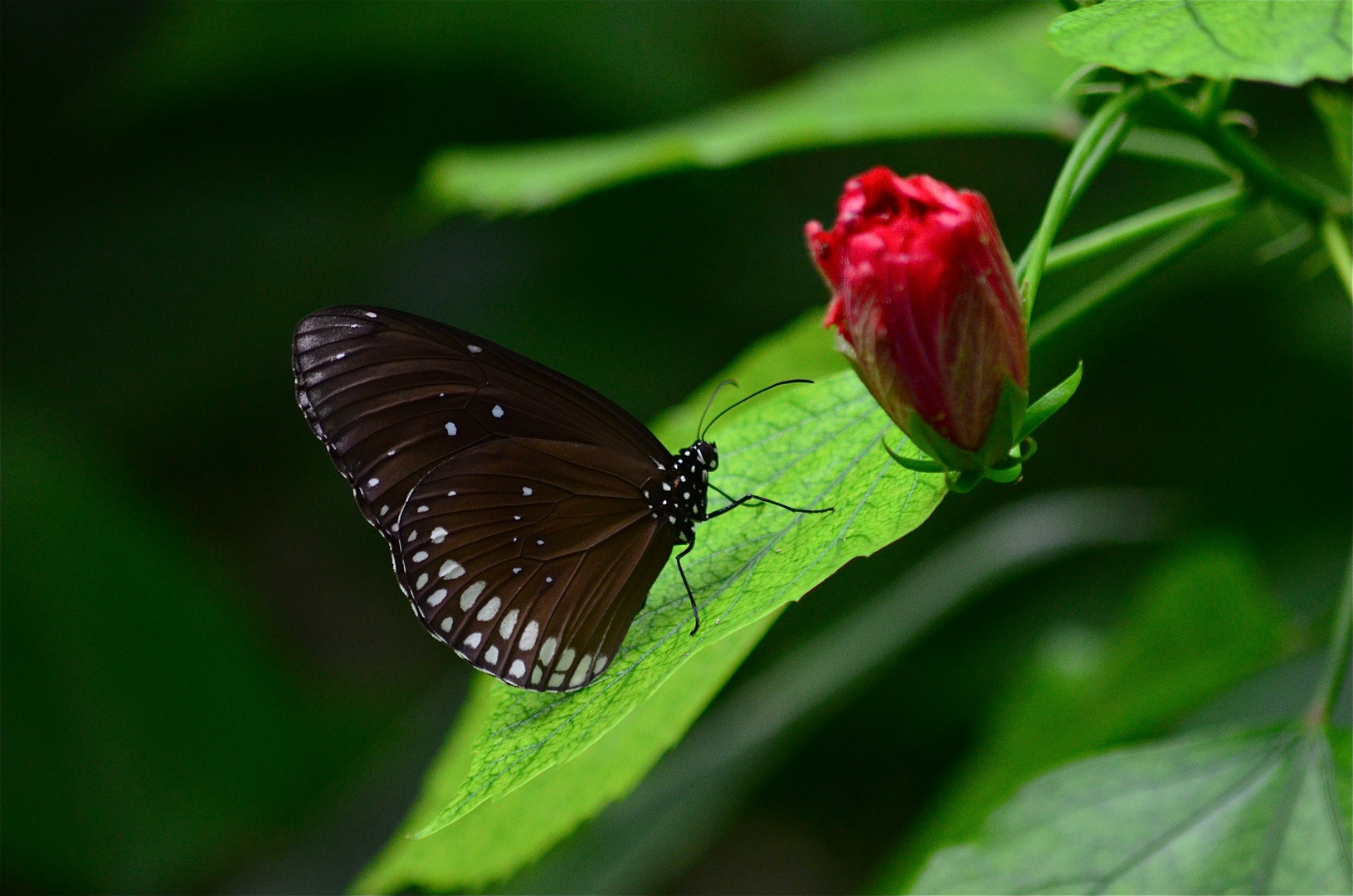 Grosse Eierfliege,Schmetterling