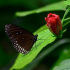 Grosse Eierfliege,Schmetterling