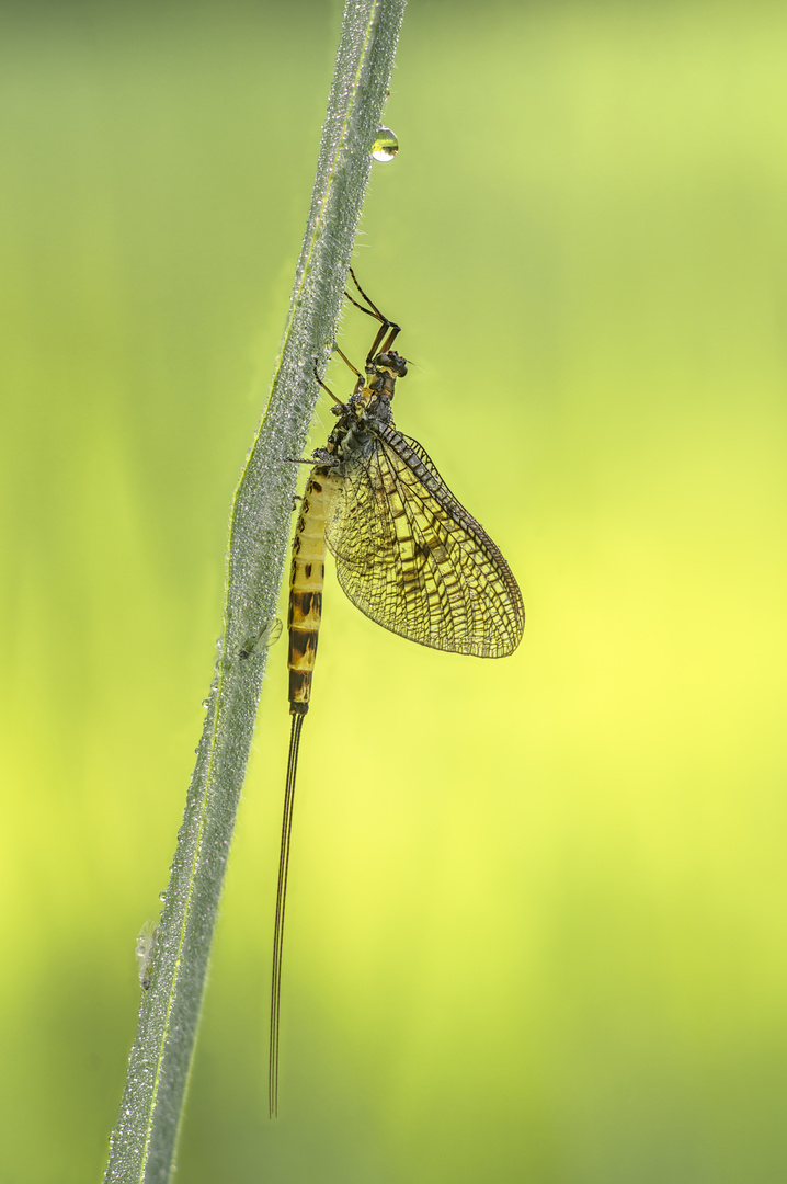 Große Eintagsfliege