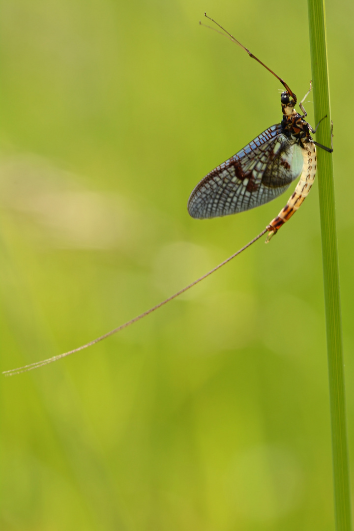 große Eintagsfliege #3