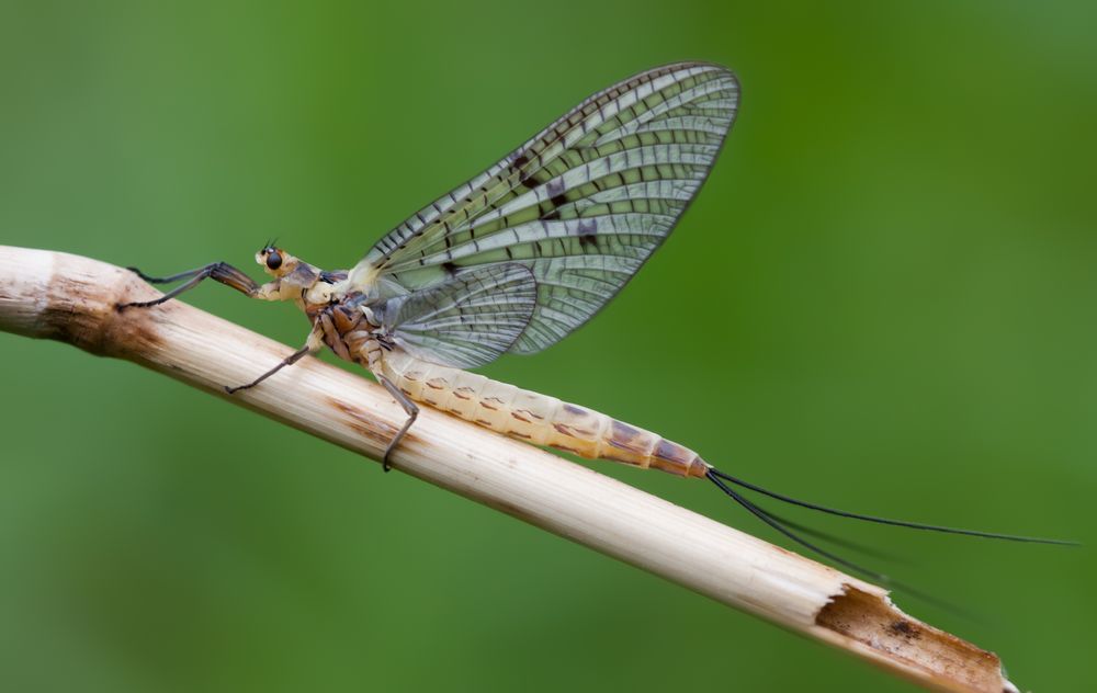 große eintagsfliege