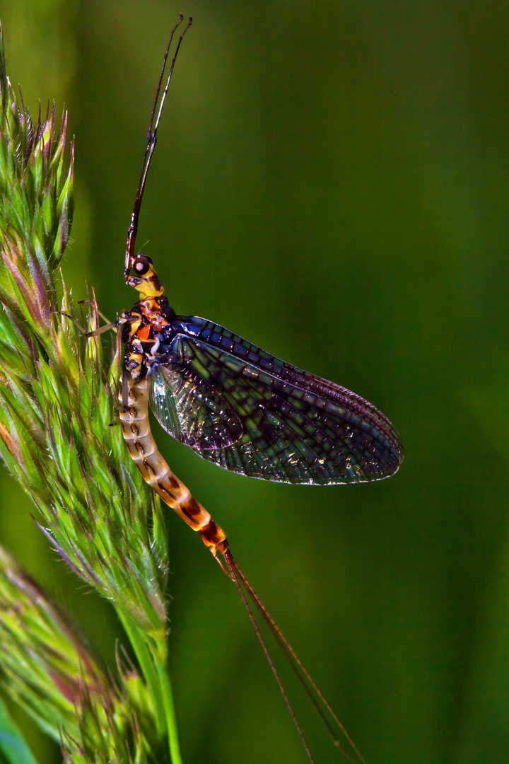 große Eintagsfliege