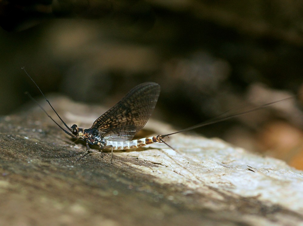 Große Eintagsfliege