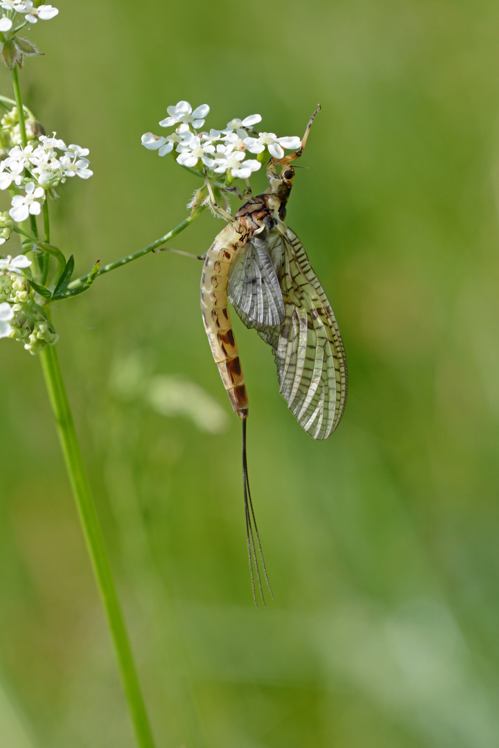 Große Eintagsfliege